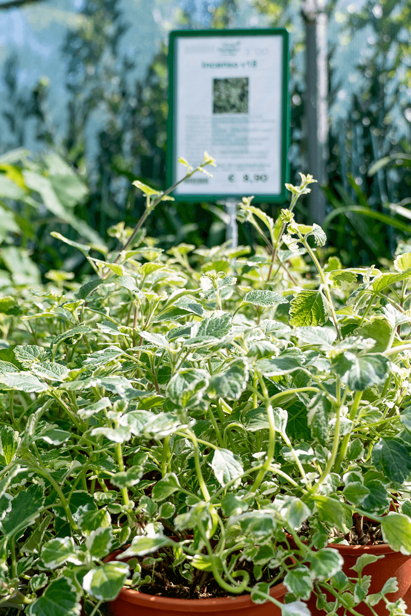 Incenso (Plectranthus Coleoides)