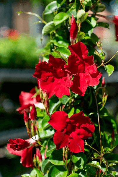 Dipladenia A Piramide