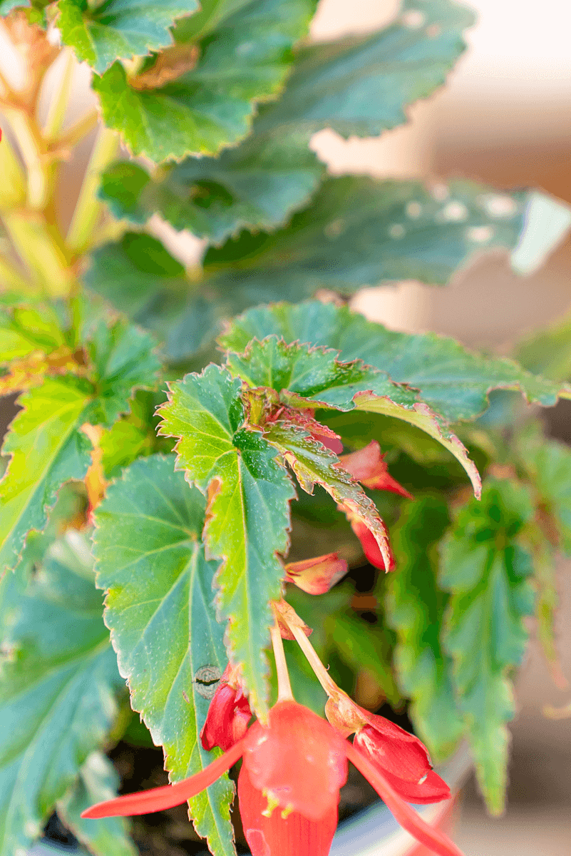 Begonia Waterfall