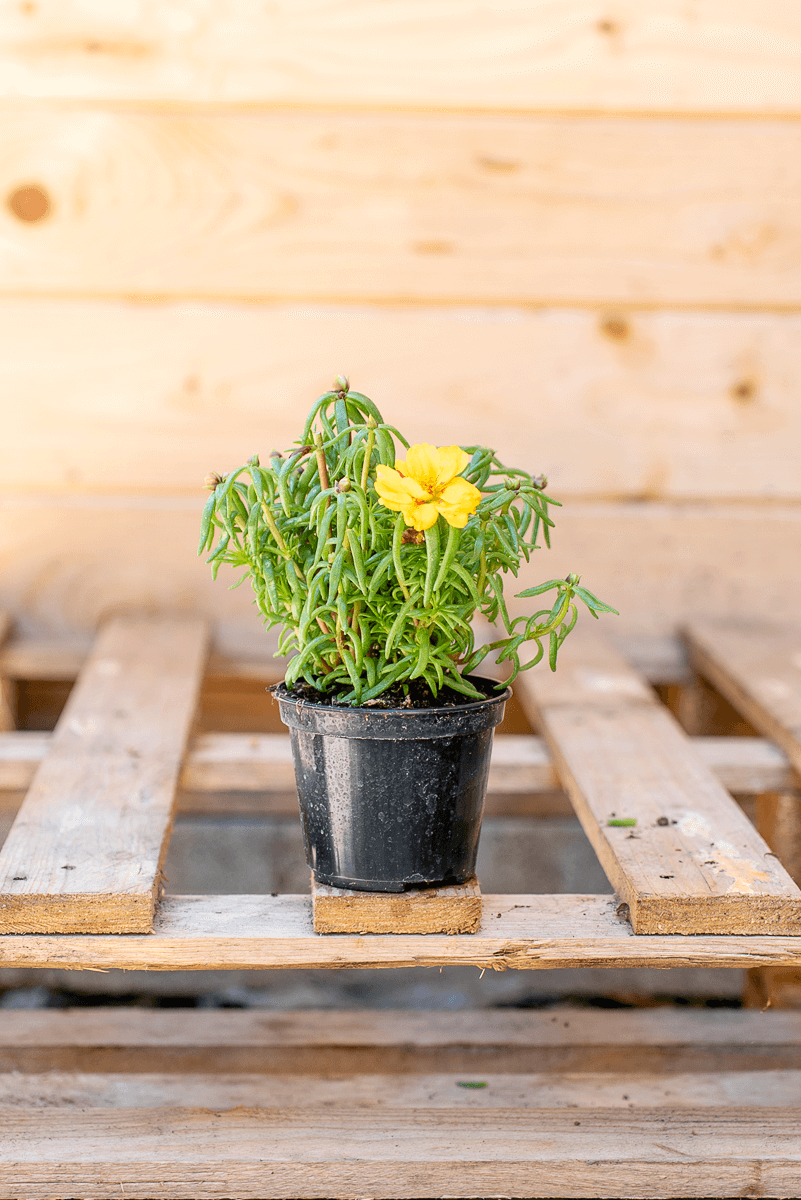 Portulaca Grandiflora
