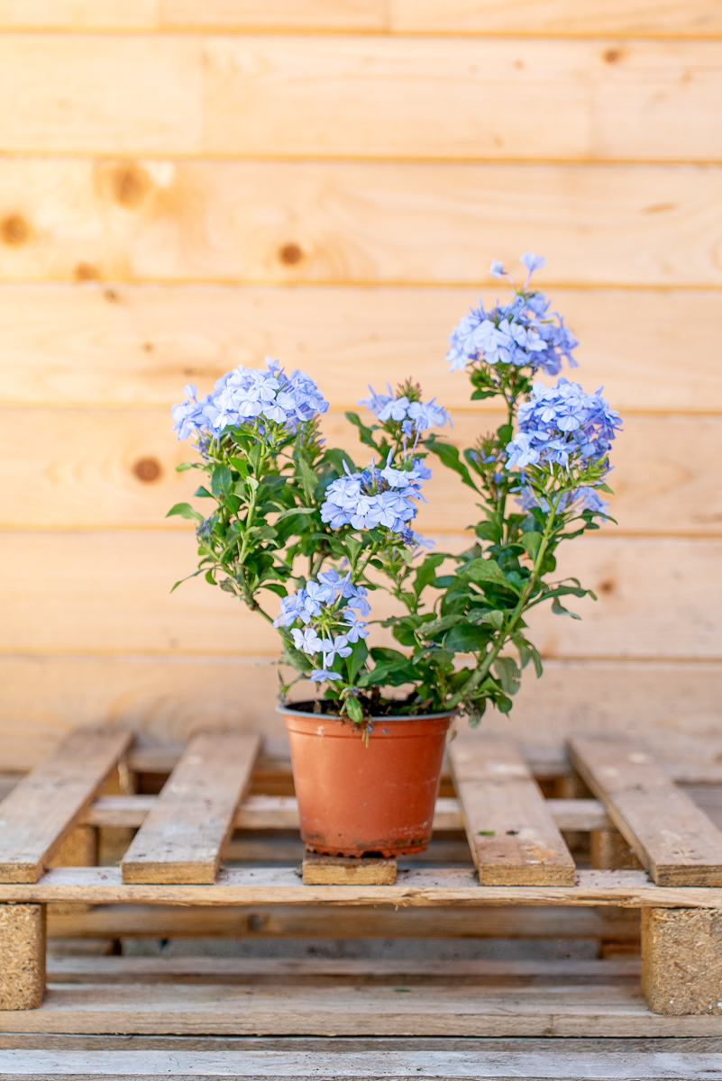 Plumbago