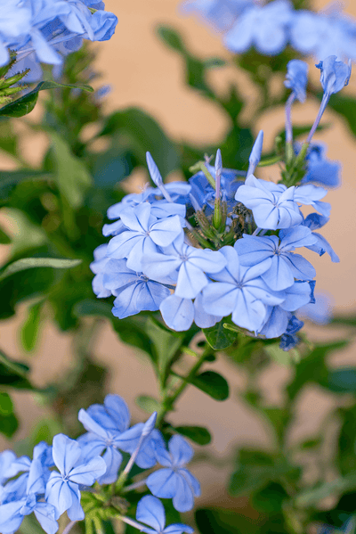 Plumbago