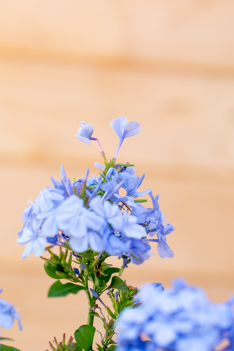 Plumbago