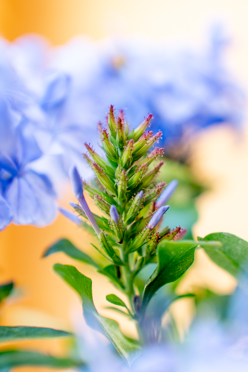 Plumbago