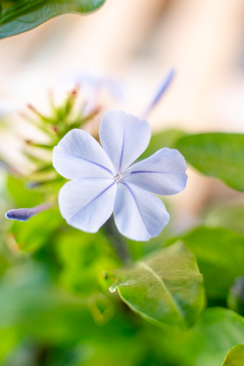 Plumbago