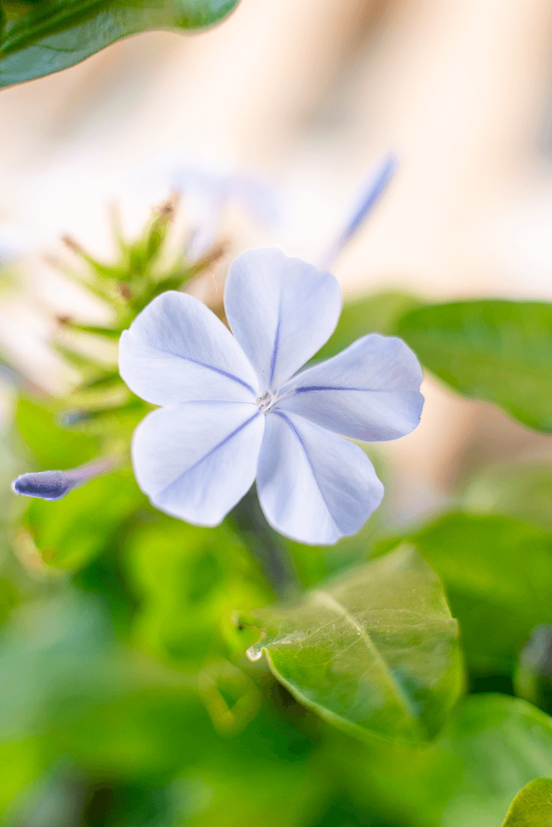 Plumbago