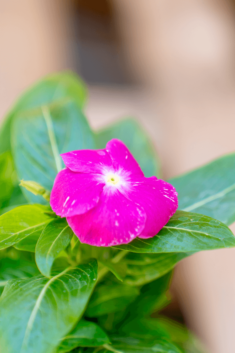 Vinca
