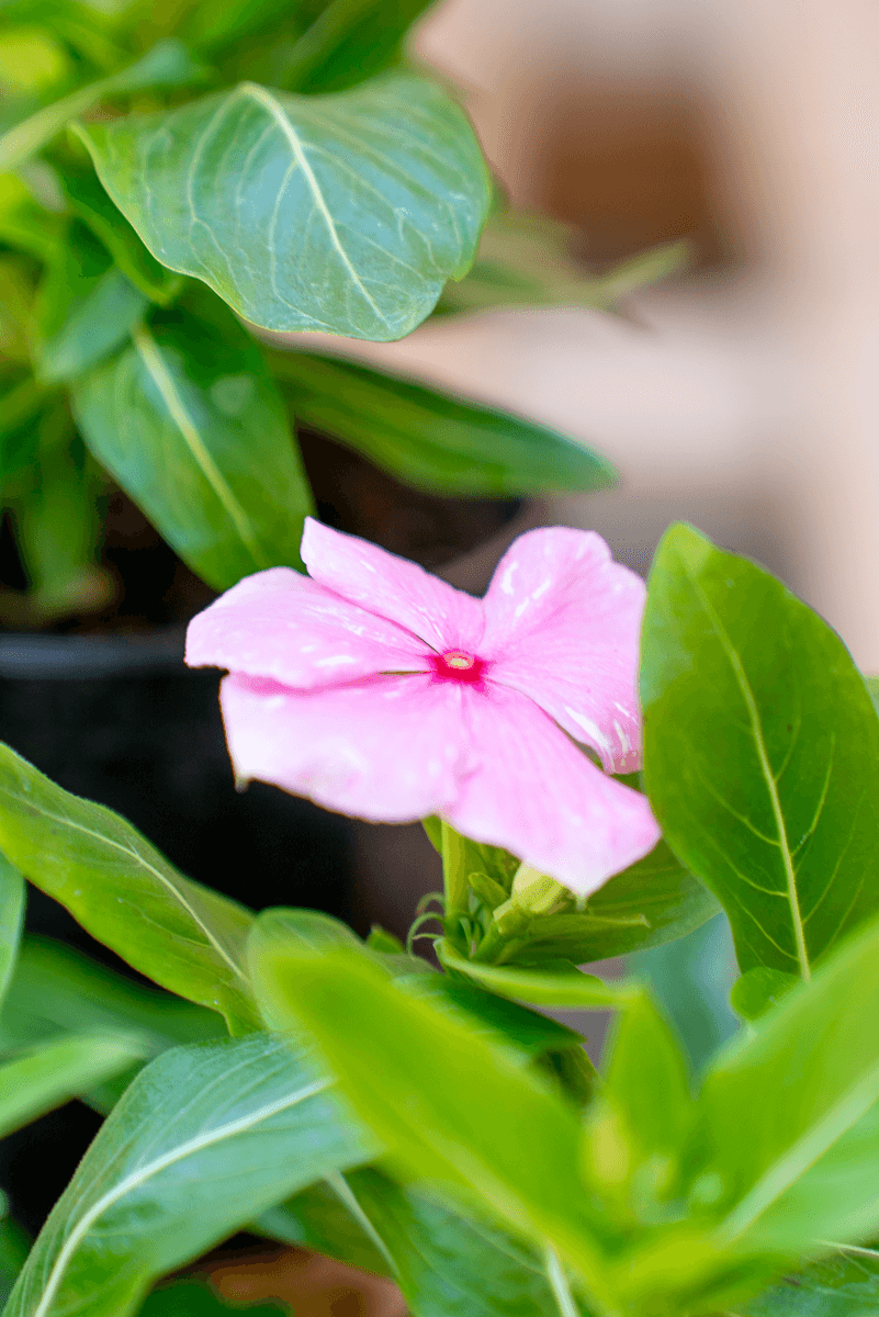 Vinca