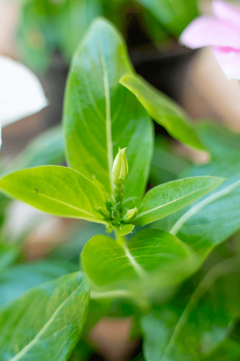 Vinca