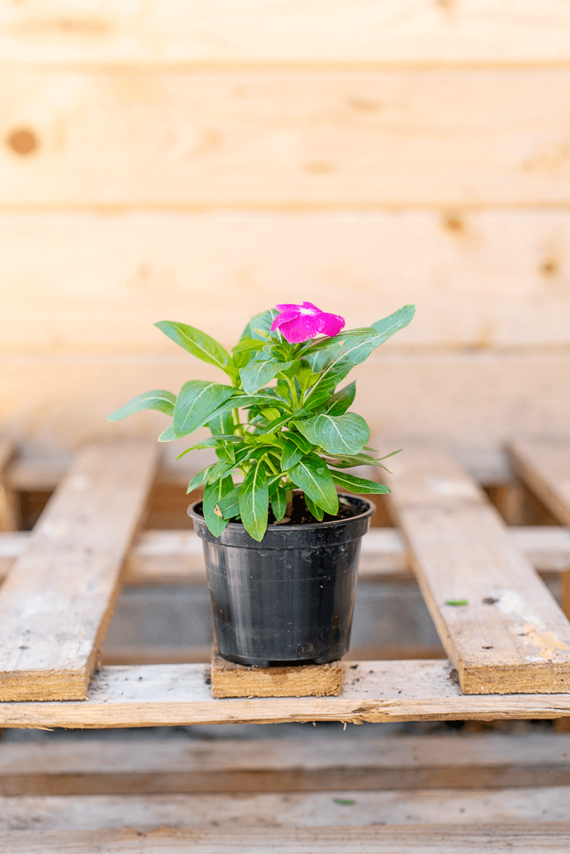 Vinca