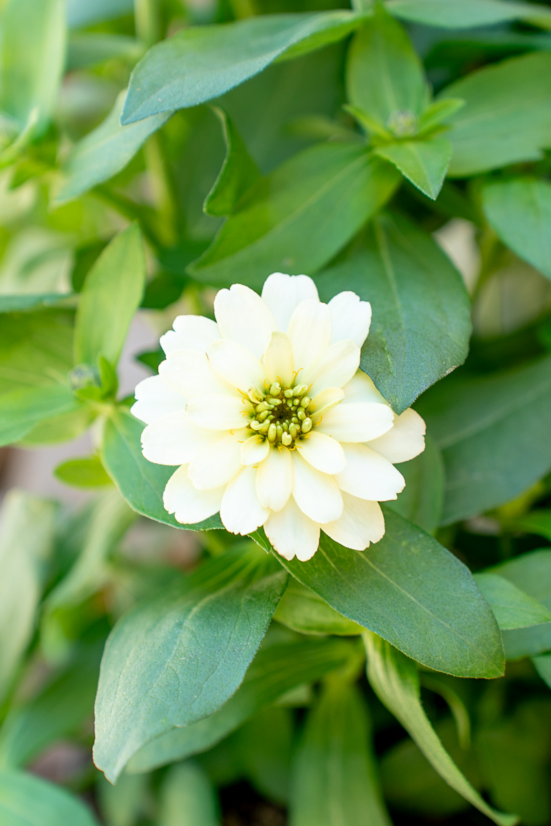 Zinnia