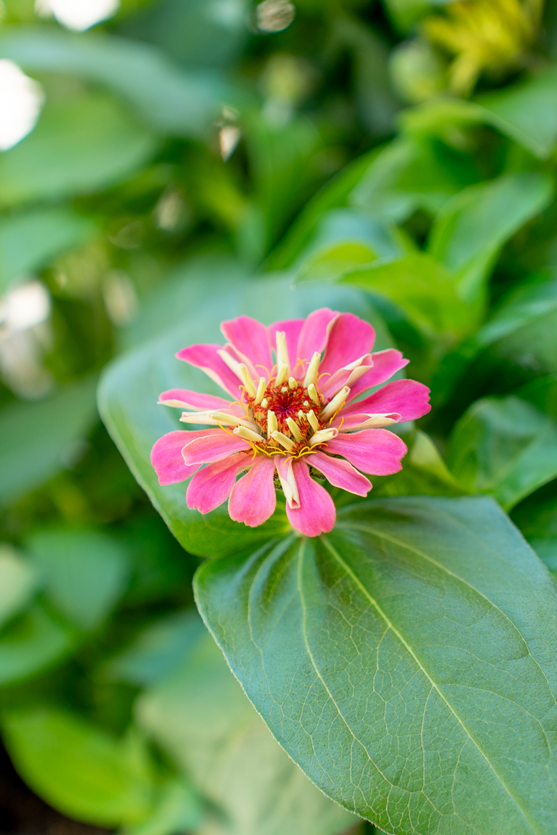 Zinnia