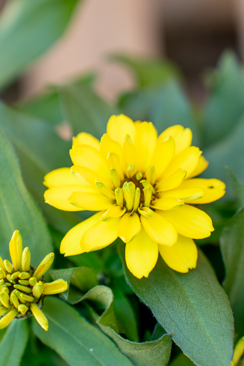 Zinnia