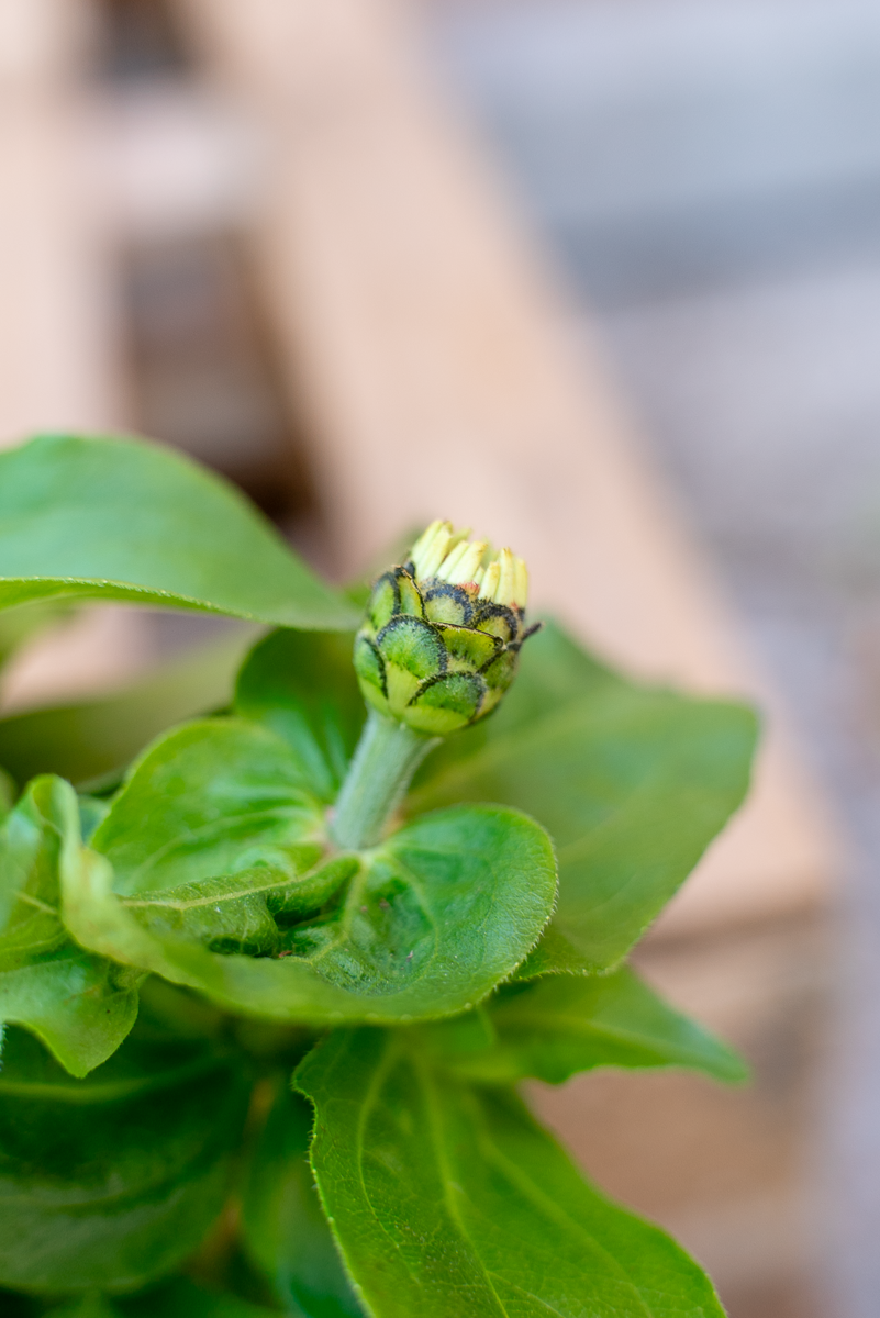 Zinnia