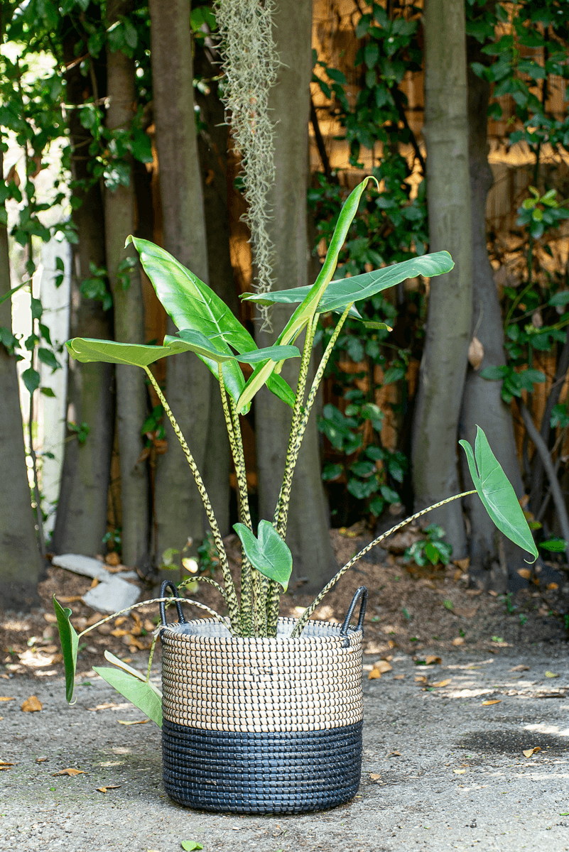 Alocasia Zebrina