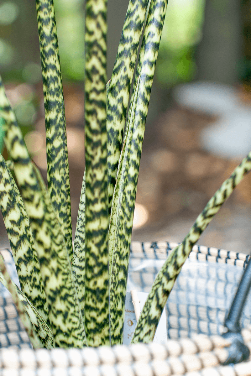 Alocasia Zebrina
