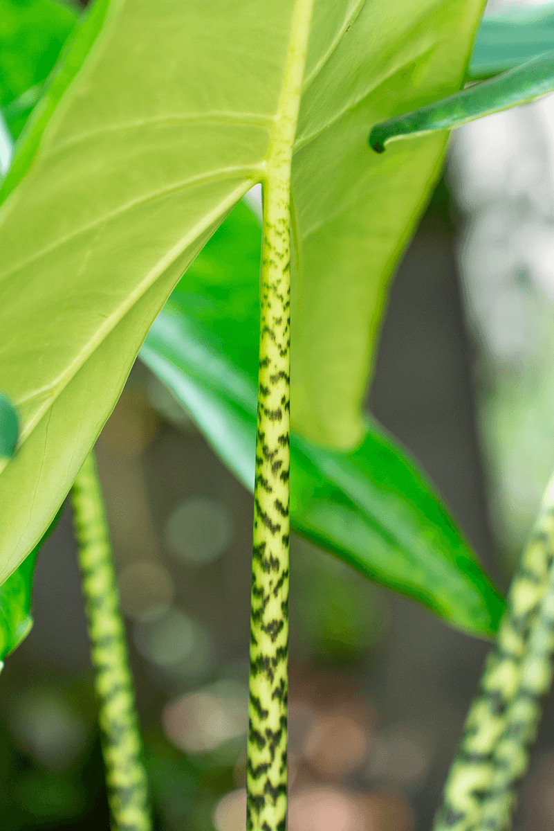 Alocasia Zebrina