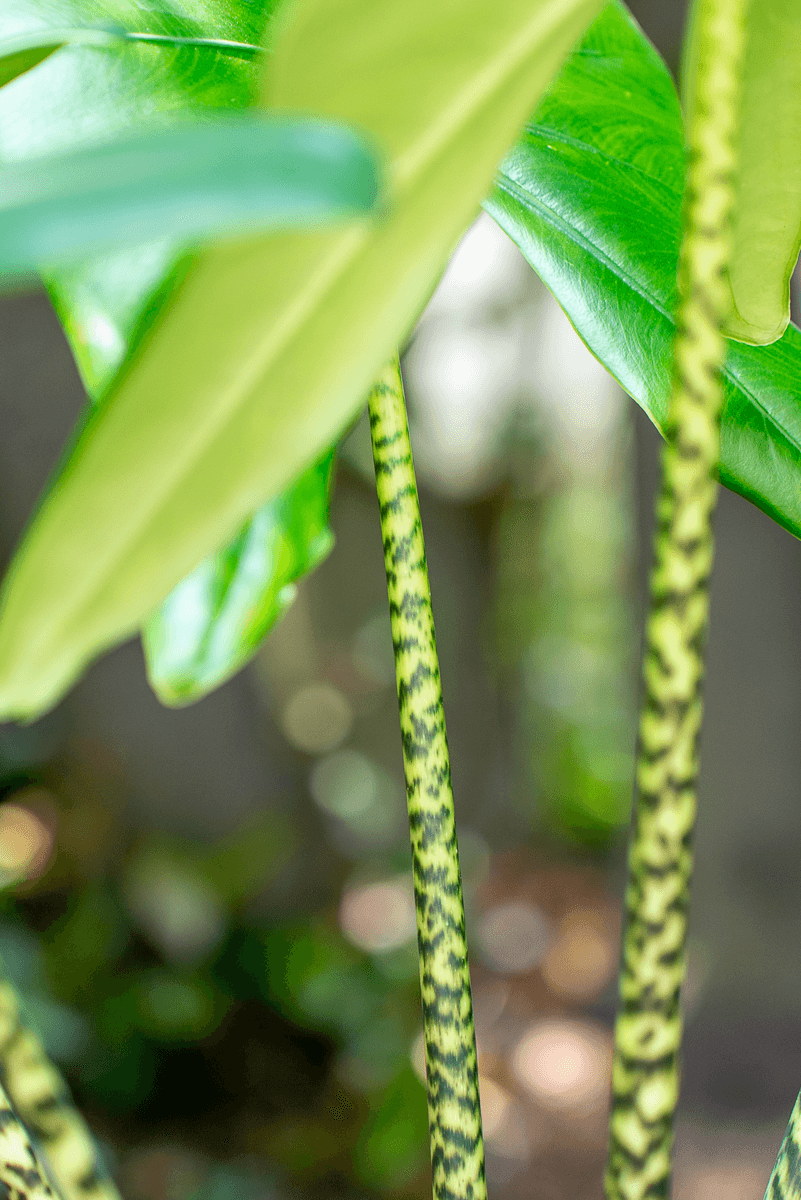 Alocasia Zebrina
