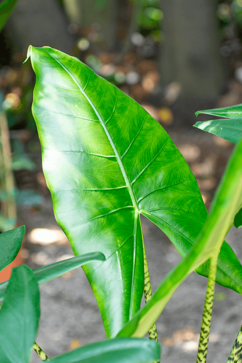 Alocasia Zebrina