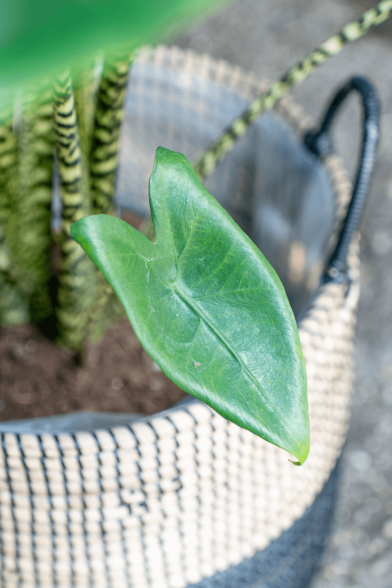 Alocasia Zebrina