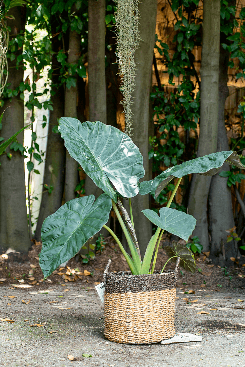Alocasia