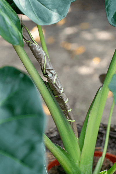 Alocasia