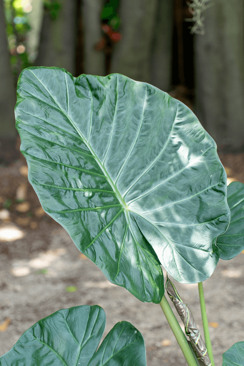 Alocasia