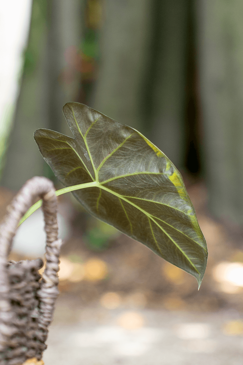 Alocasia