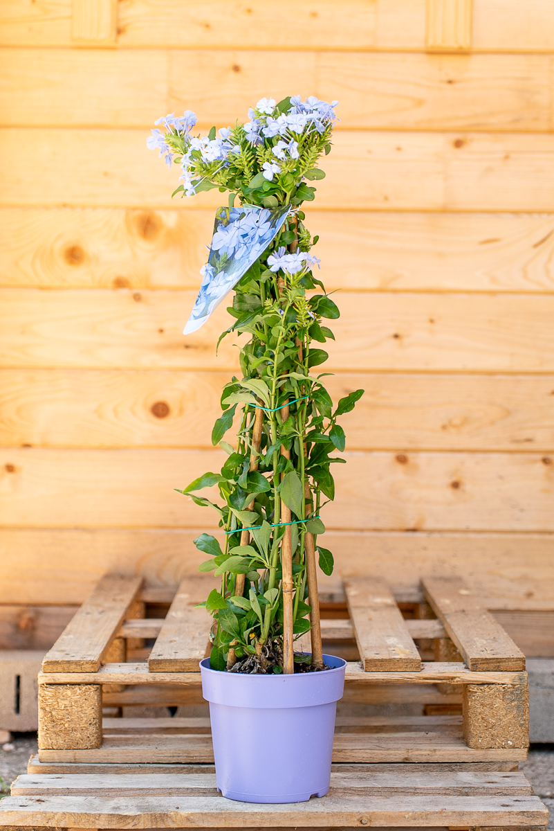 Plumbago