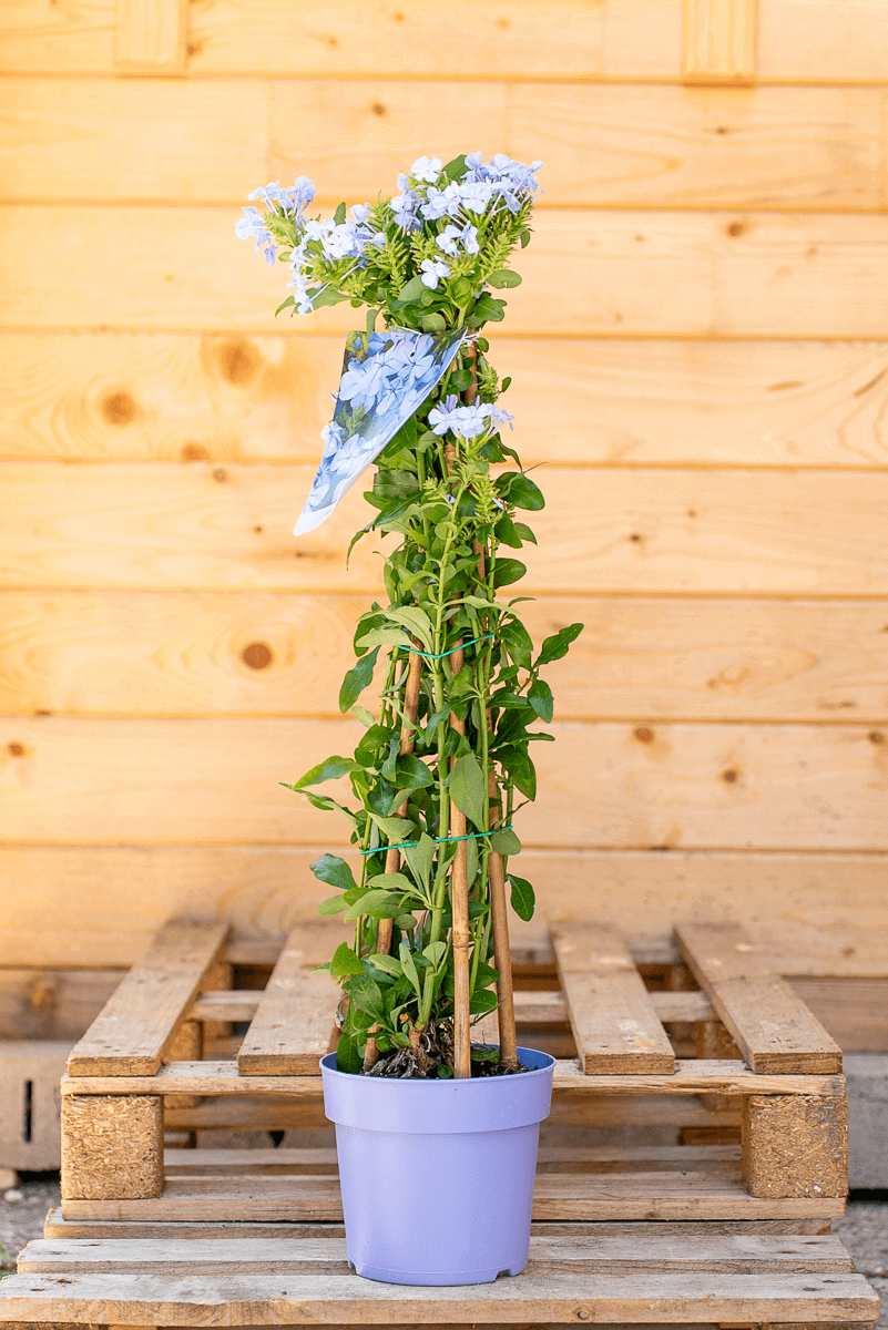 Plumbago