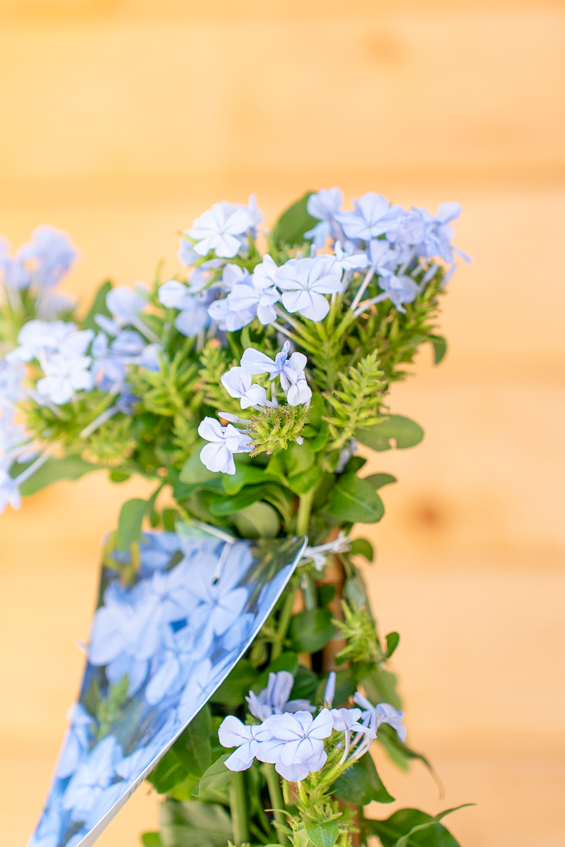 Plumbago