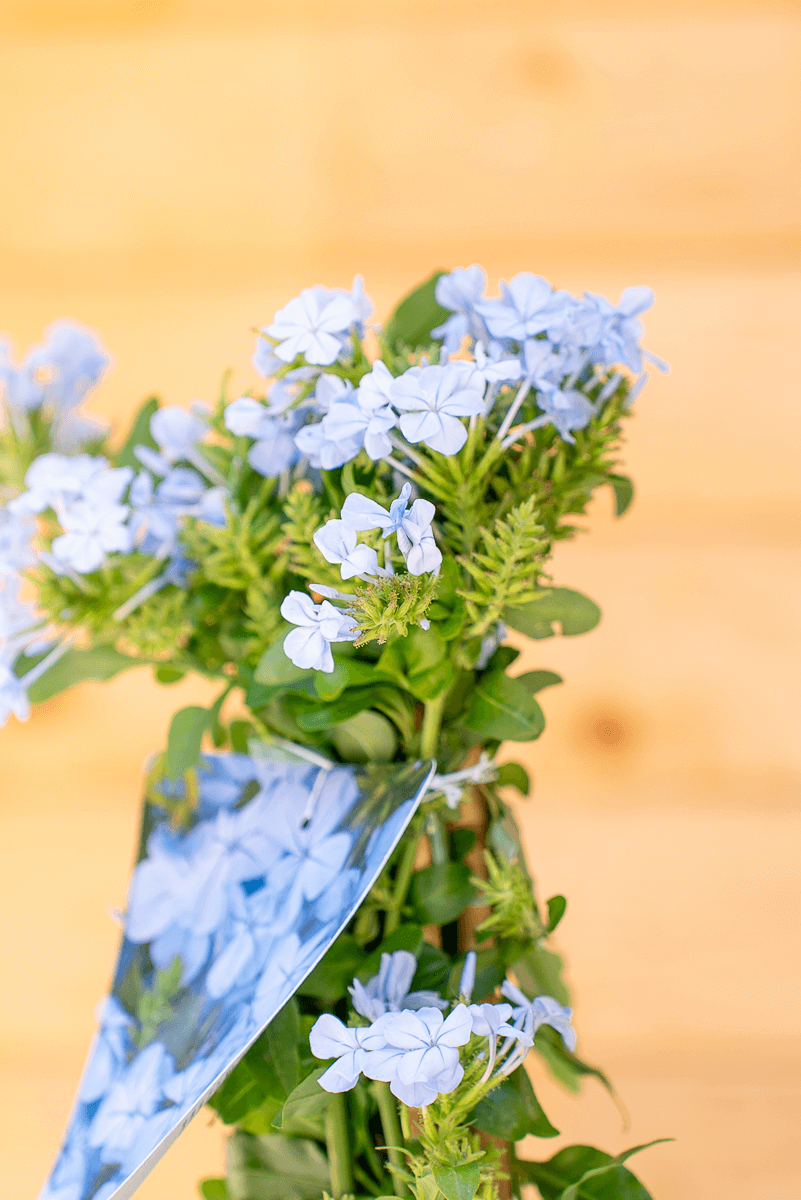 Plumbago