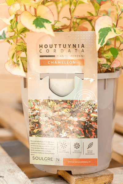 Houttuynia Cordata Chameleon