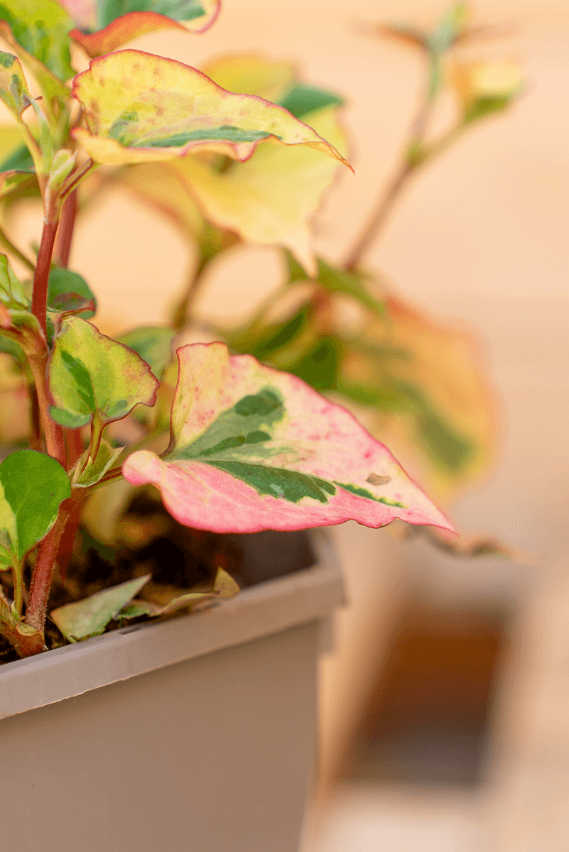 Houttuynia Cordata Chameleon