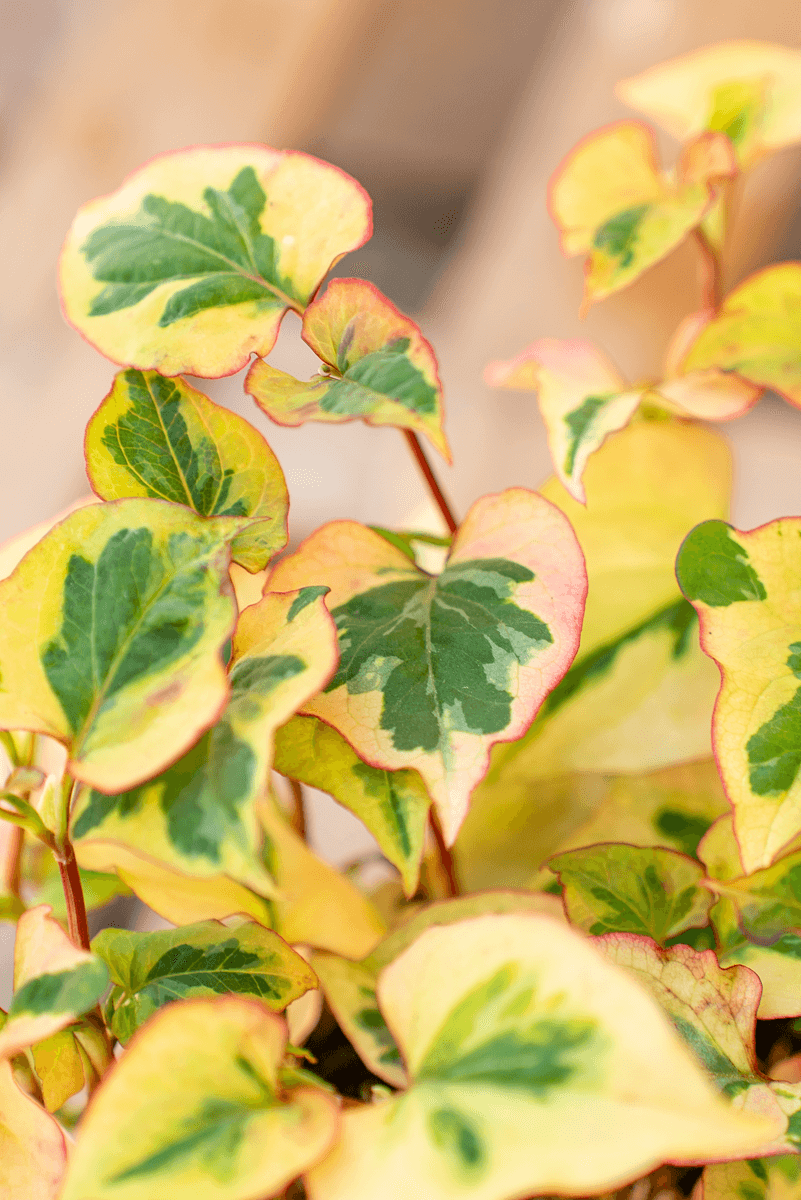 Houttuynia Cordata Chameleon