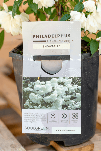 Philadelphus Snowbelle
