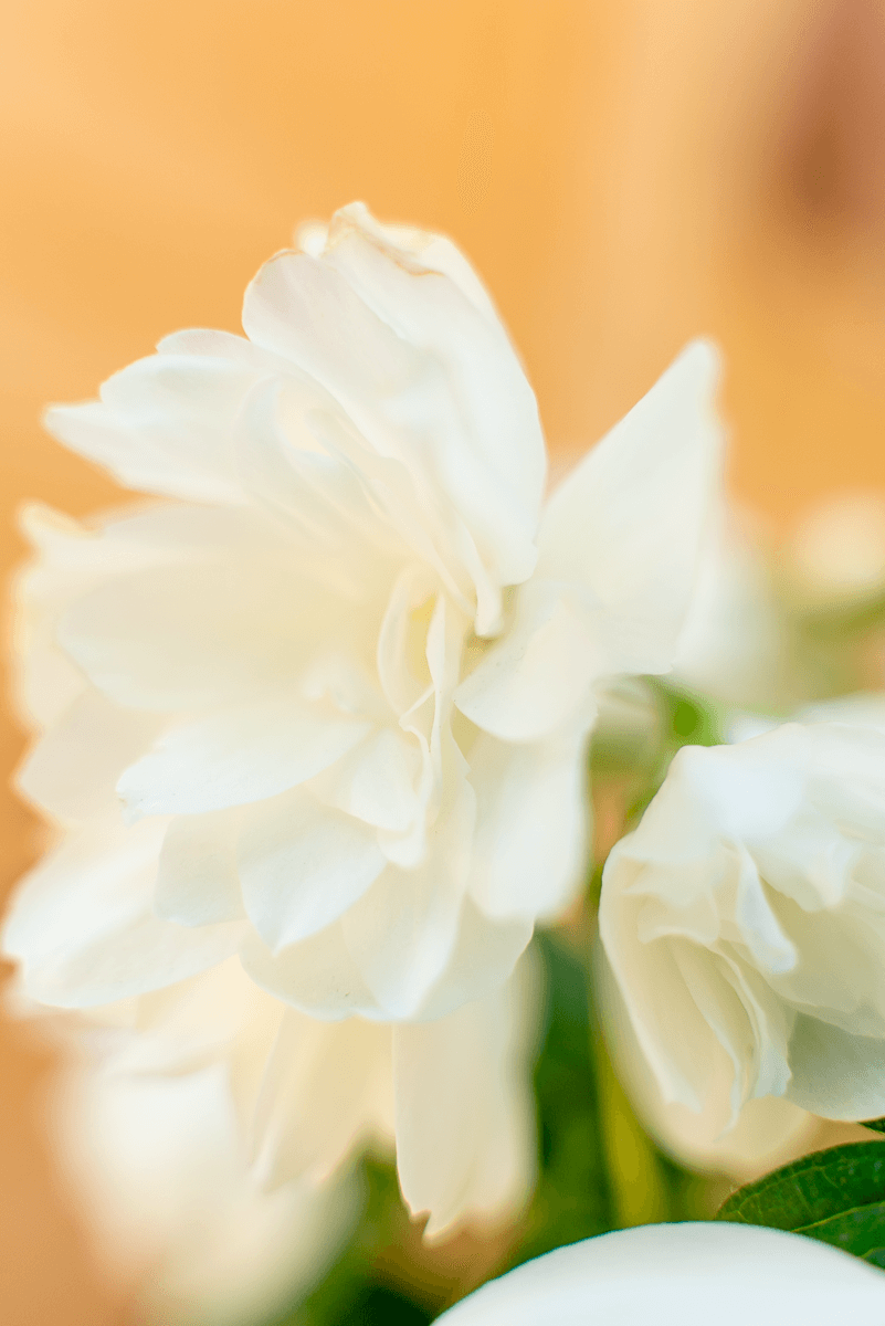 Philadelphus Snowbelle