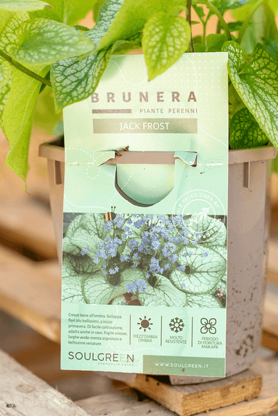 Brunera Jack Frost