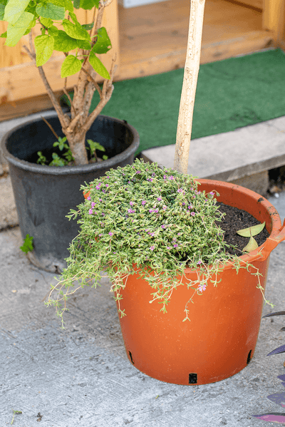 Barba Di Giove Piccola