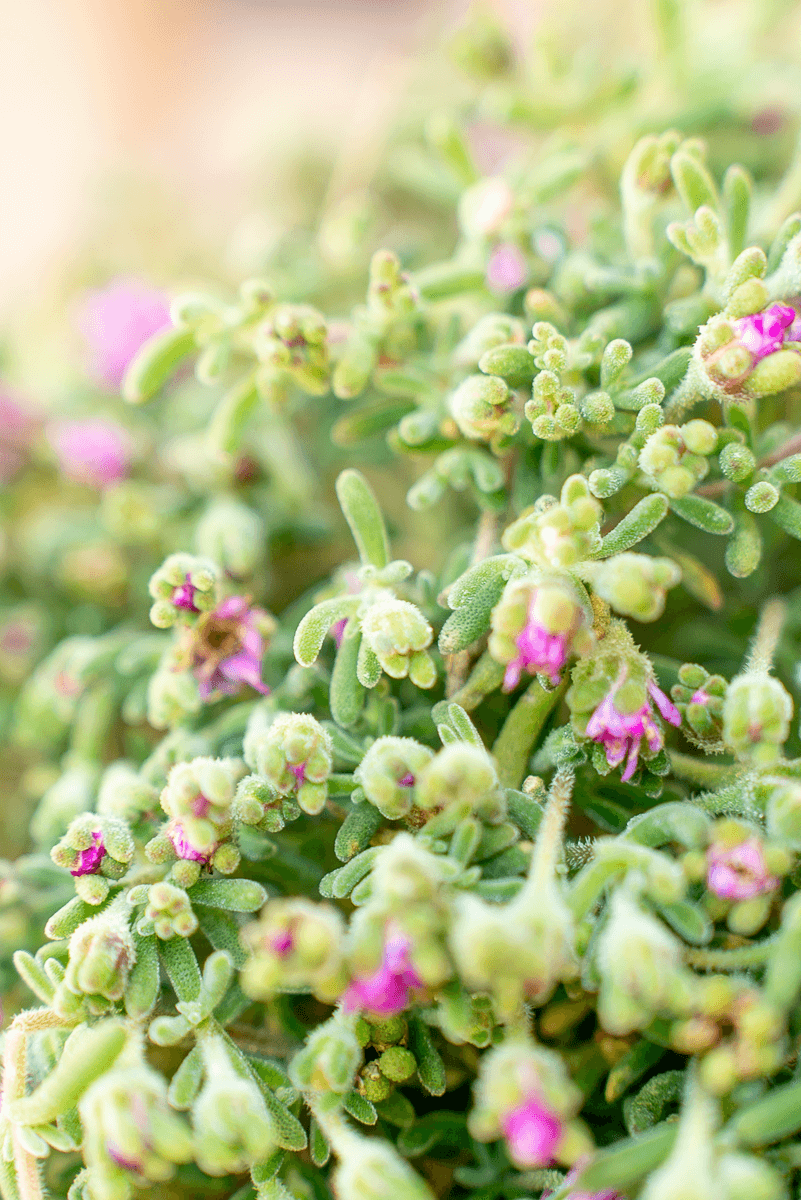 Barba Di Giove Piccola
