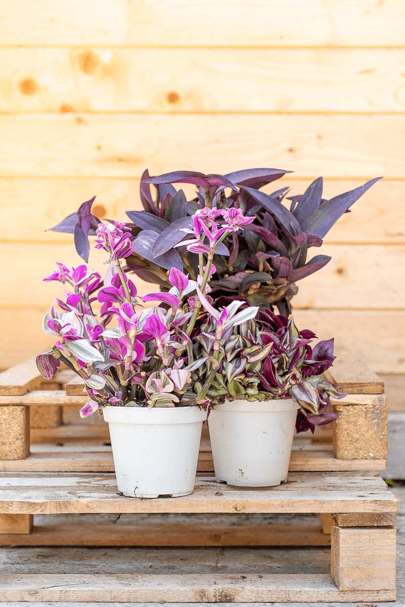 Tradescantia