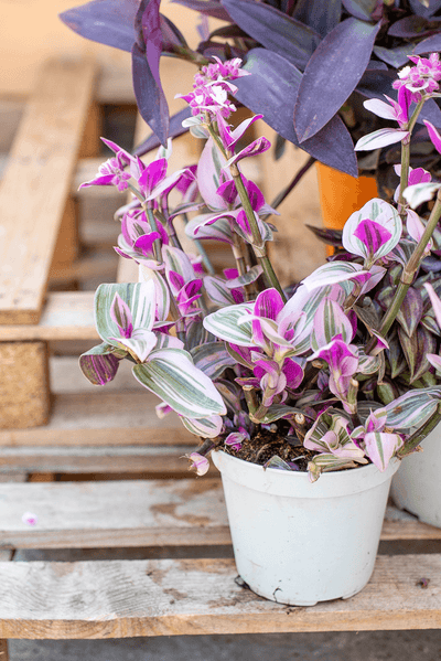 Tradescantia