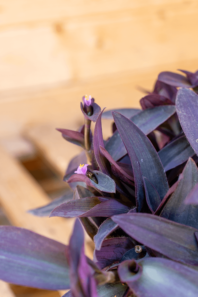 Tradescantia