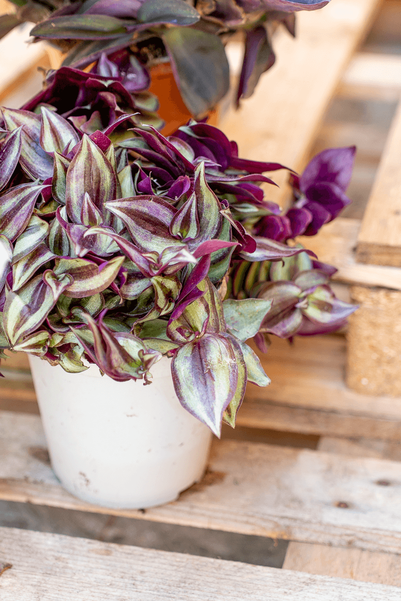 Tradescantia