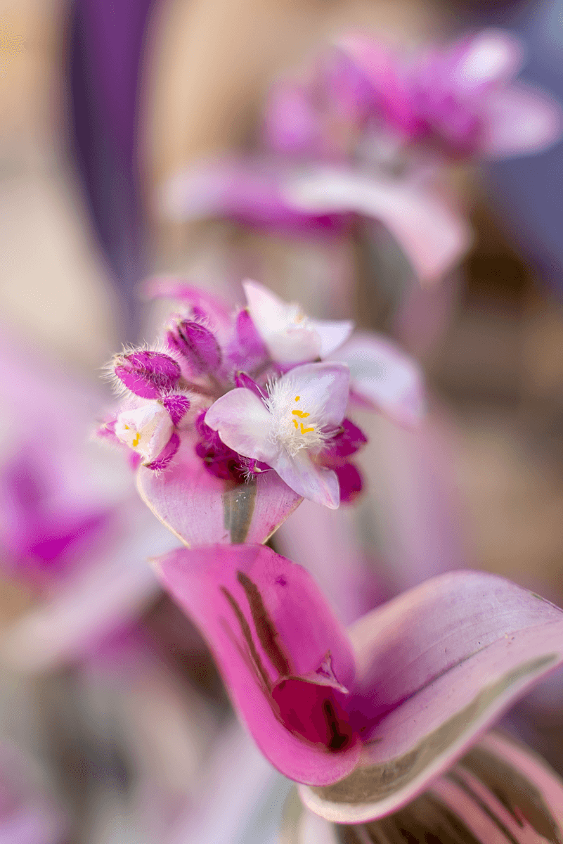 Tradescantia
