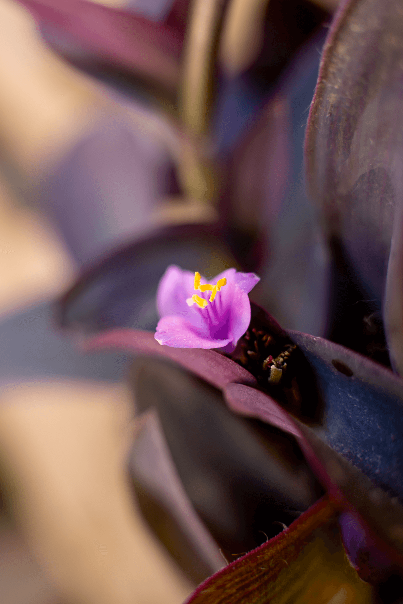 Tradescantia