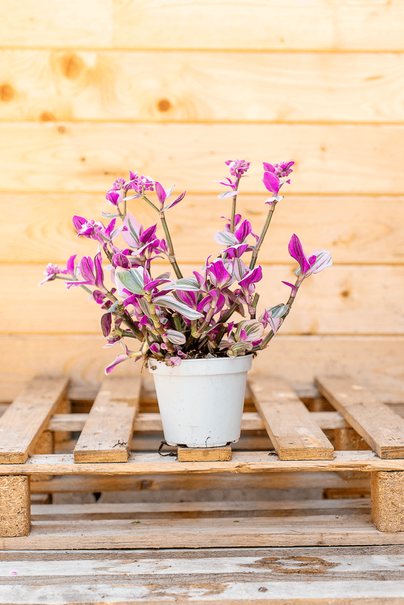 Tradescantia