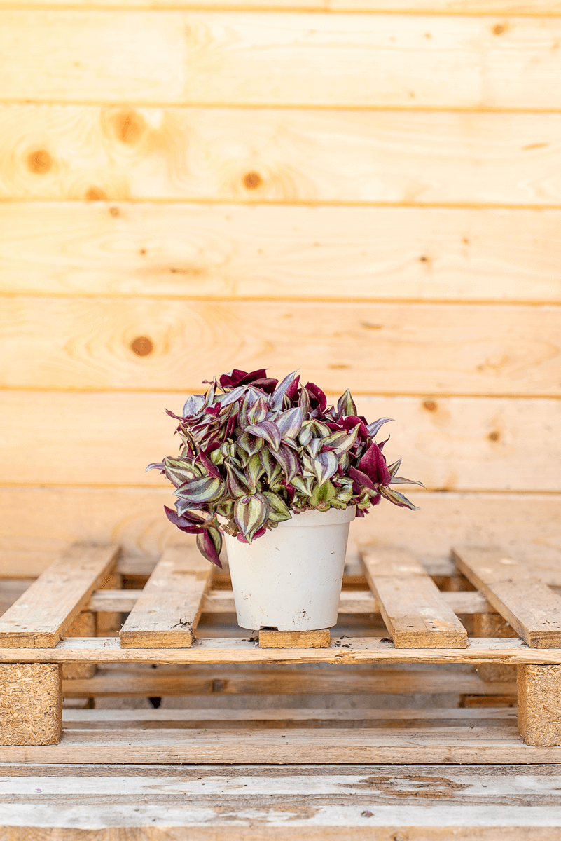 Tradescantia