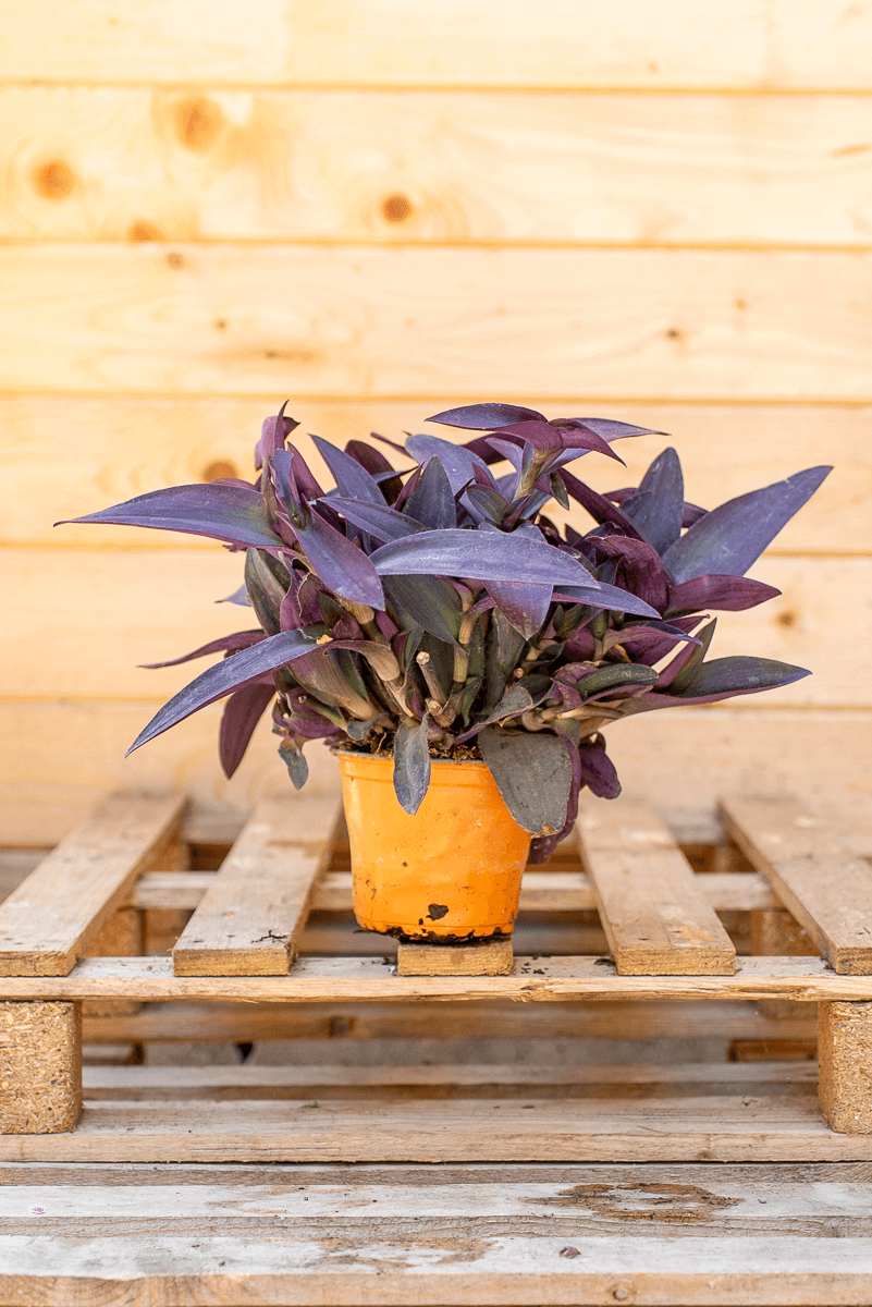 Tradescantia