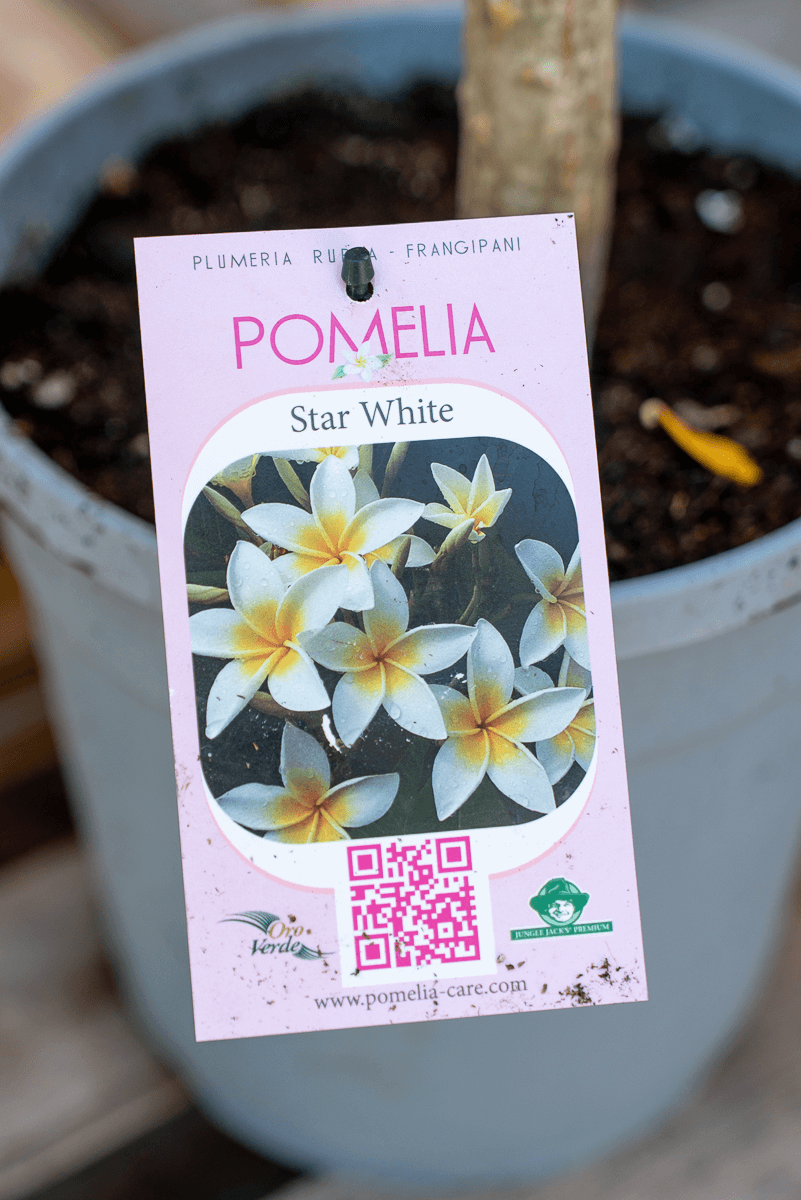Pomelia